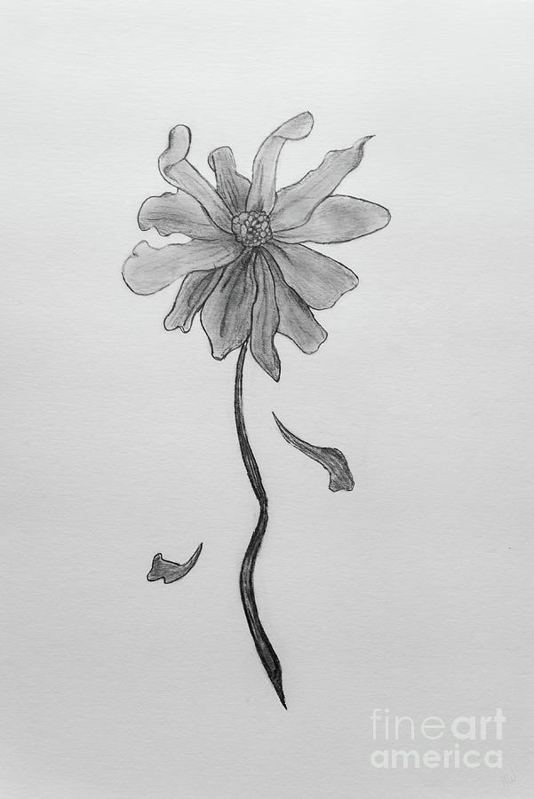 Simple Daisy Drawing by Jennifer White