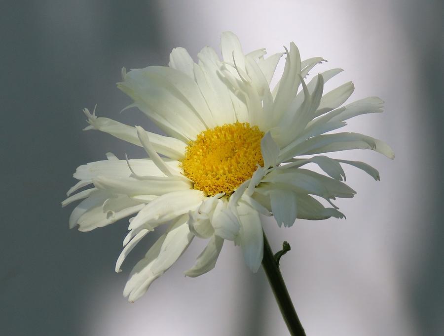 Simple Daisy Photograph by Linda Stern
