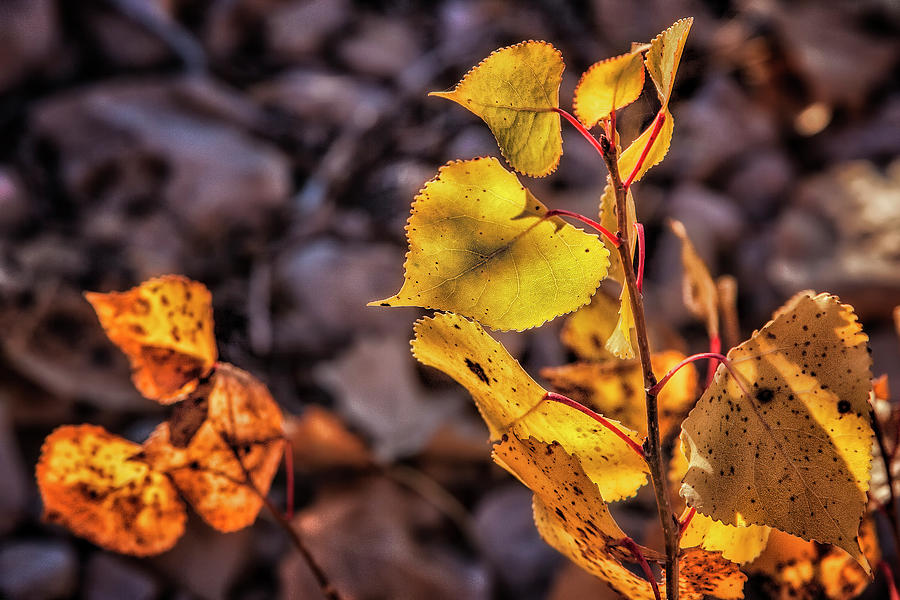 Simple Days of Autumn Photograph by Steve Sullivan