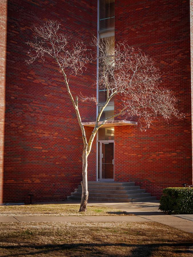 Oklahoma University Photograph - Simple Everyday Beauty  by Buck Buchanan