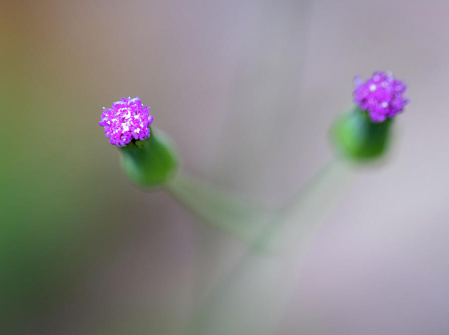 Simple Flowers Photograph by R Scott Duncan