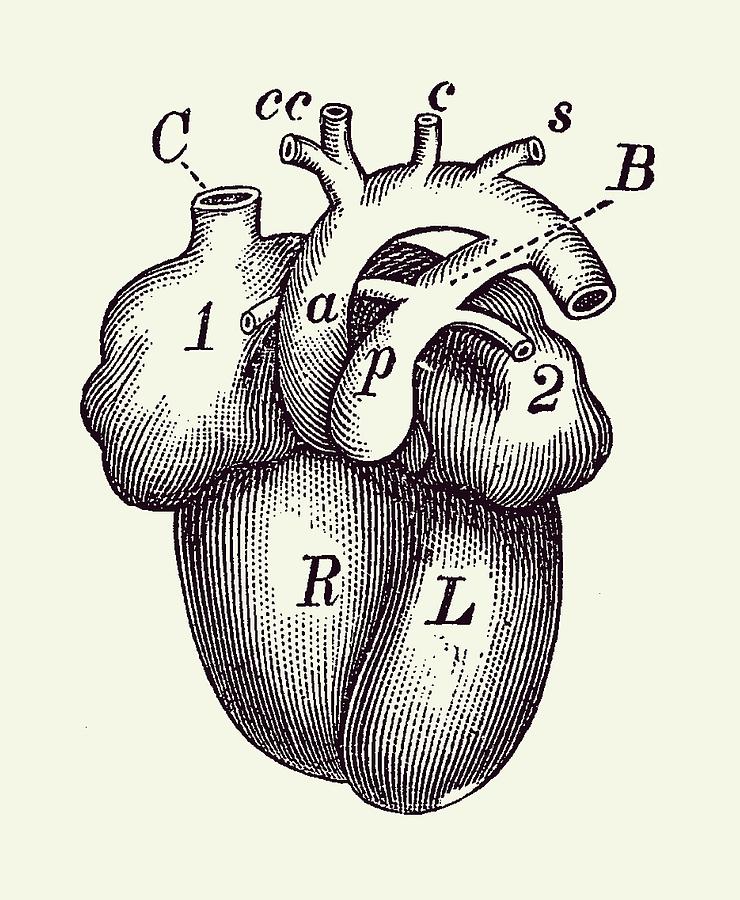 Simple Human Heart Diagram 2 Drawing by Vintage Anatomy Prints