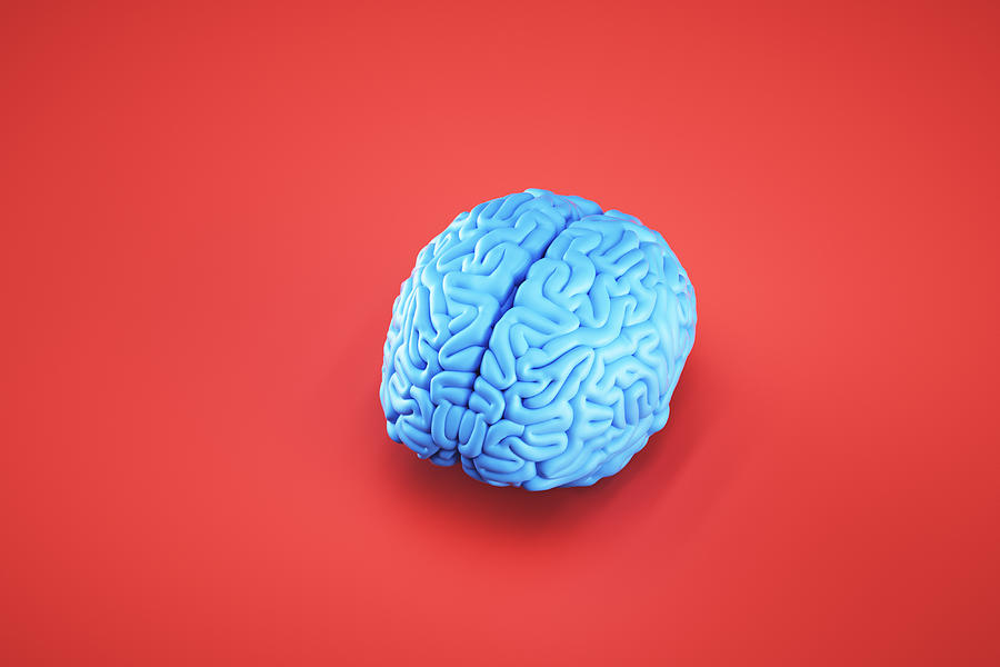 Simple image of brain Photograph by Gremlin