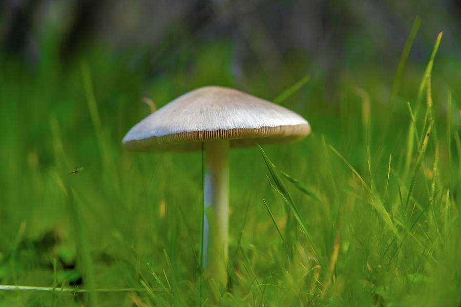 Simple Mushroom Photograph