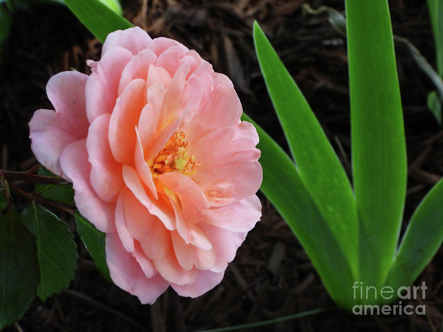Simple Peach Rose Photograph by Scott Cameron