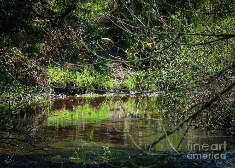 Nature Photograph - Simple Reflections by D Lee