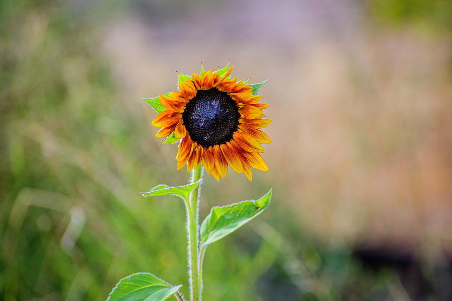 Simple Sunflower Photograph by Aliesha Shepherd - Fine Art America