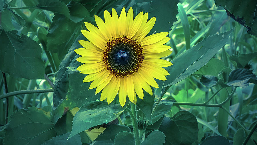 Simple Sunflower Photograph by David Jennings - Fine Art America