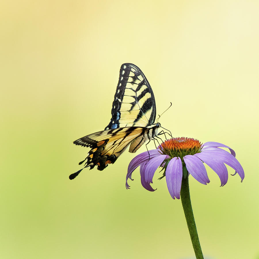 Simple Swallowtail Photograph by Bill Wakeley