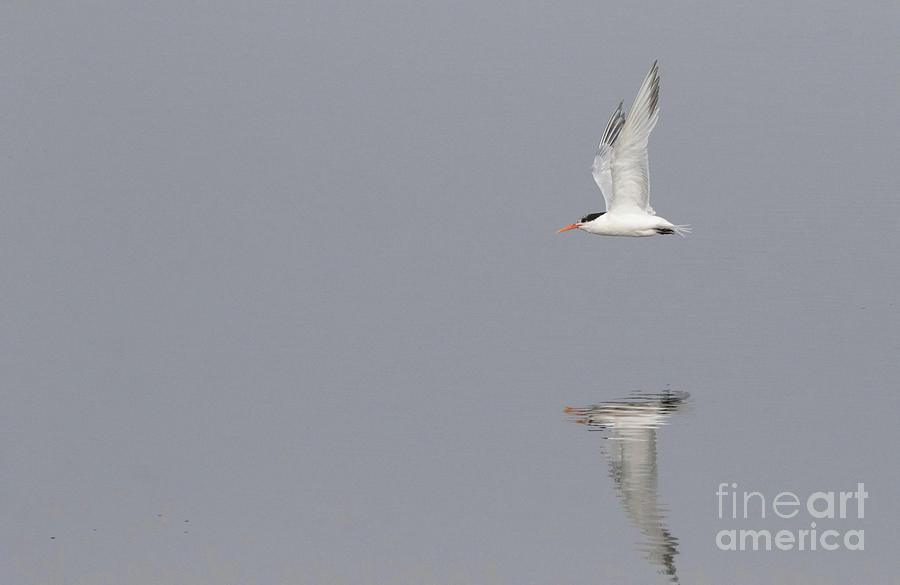 Simple Tern  Photograph by Ruth Jolly