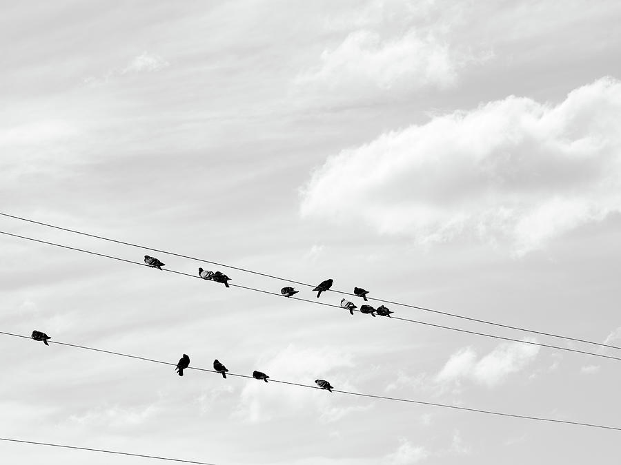 Simple Things Birds on a wire Photograph by Bob Orsillo