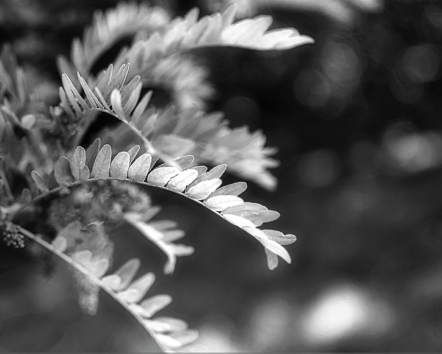 Simplicity In Nature black and white photography Photograph by Ann Powell