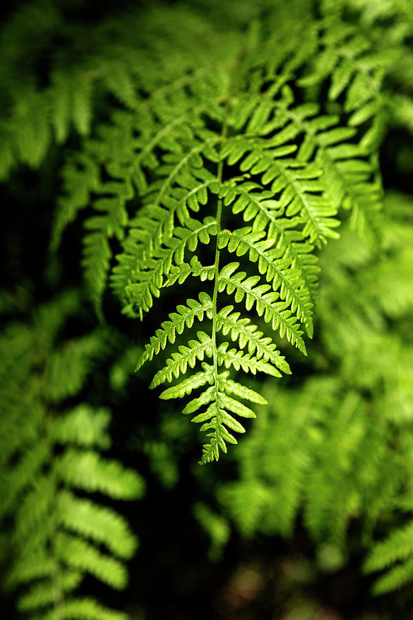 Simplicity of Ferns Photograph by Sue Cullumber
