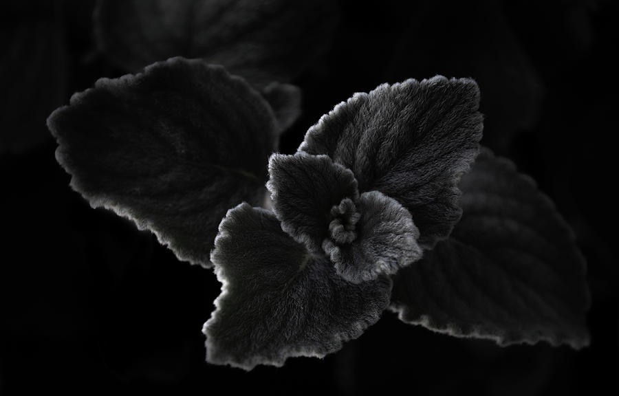 Simplicity Photograph by Tracy Smith Simplicity Photograph by Tracy Smith