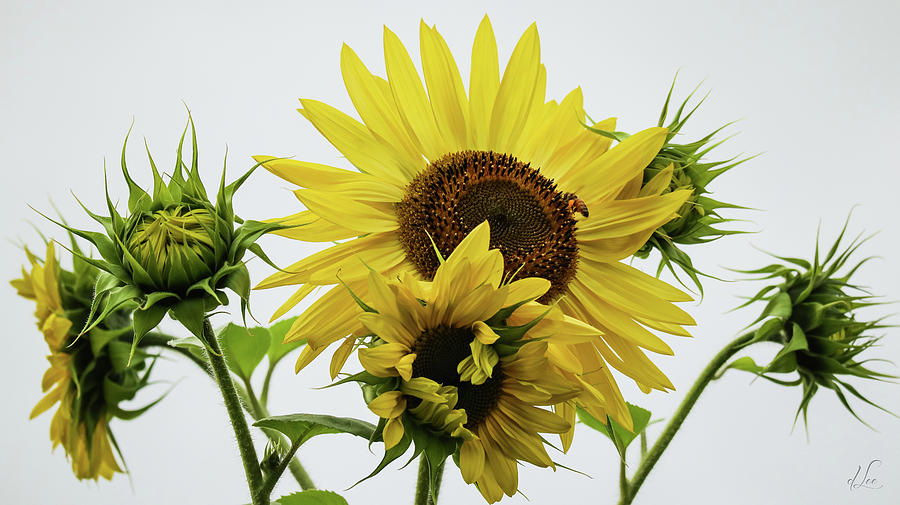 Sunflower Photograph - Simply, A Bee Dancing with Sunflowers by D Lee