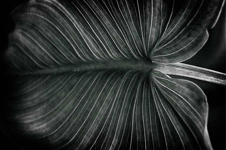 Simply a leaf Photograph by Raffaele Corte