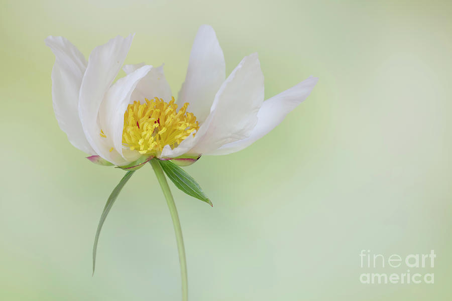 Peony Photograph - Simply a  Peony by Linda D Lester