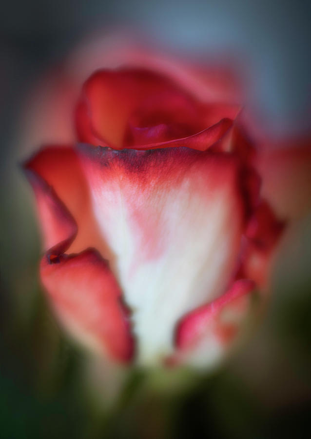 Simply a Rose Photograph by Teresa Wilson