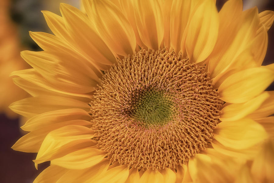 Simply A Sunflower Photograph