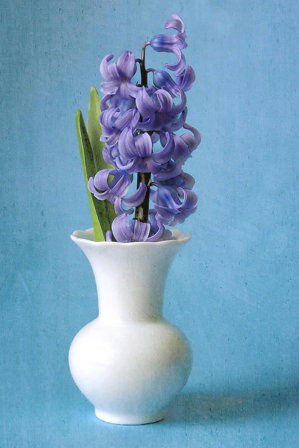 Simply Beautiful Purple Hyacinth Photograph by Dianne Sherrill