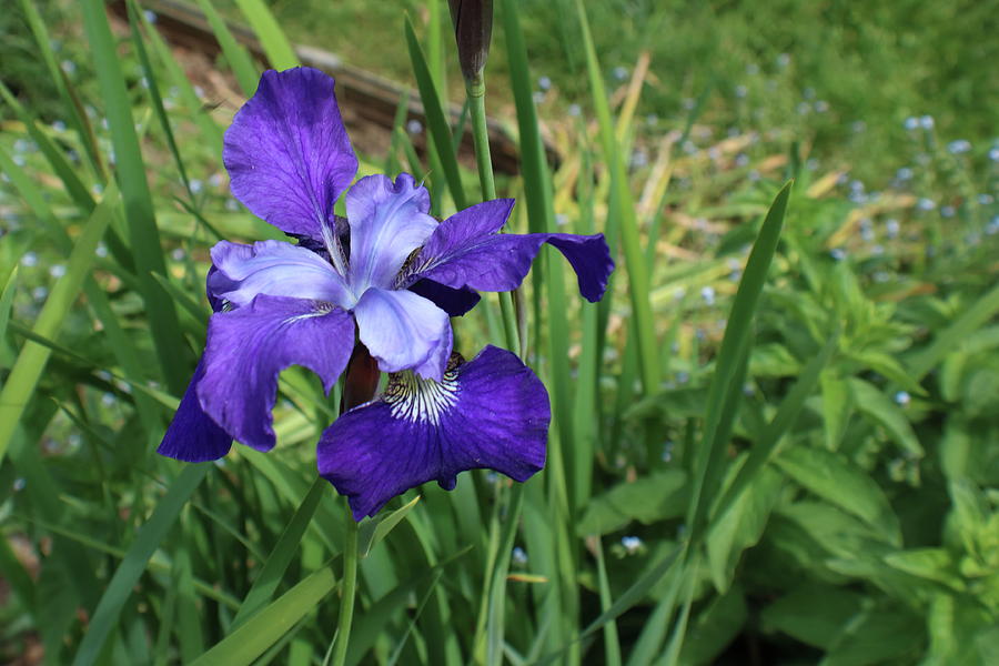 Simply Iris Photograph by Kenneth Pope