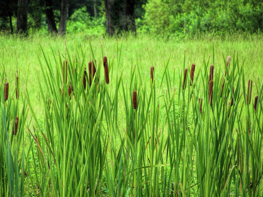 Simply Lovely Cattail Bulrushes Photograph by Kathy Clark
