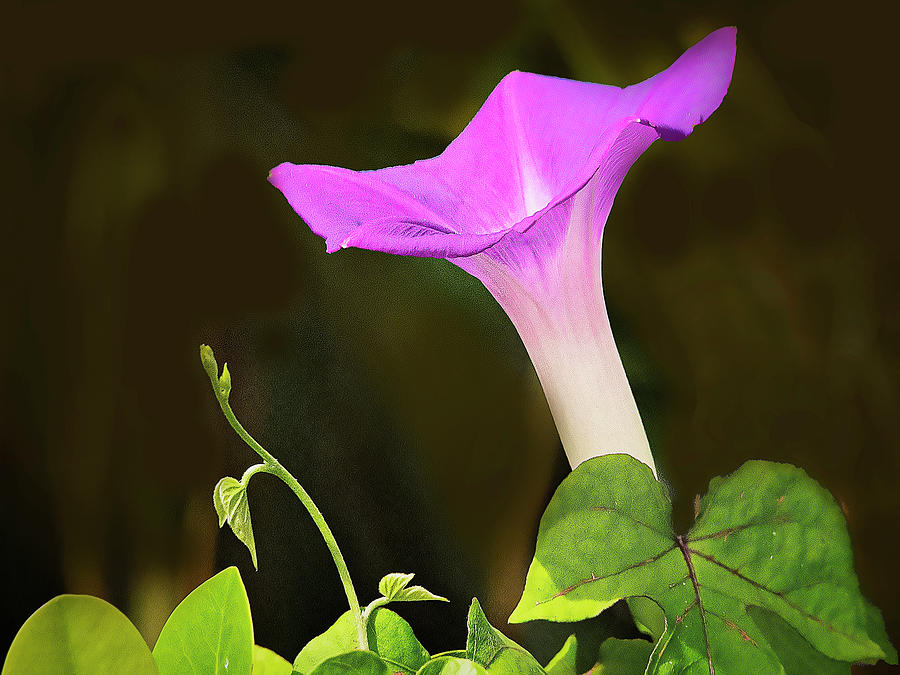 Simply Morning Glory Photograph by Don Durfee