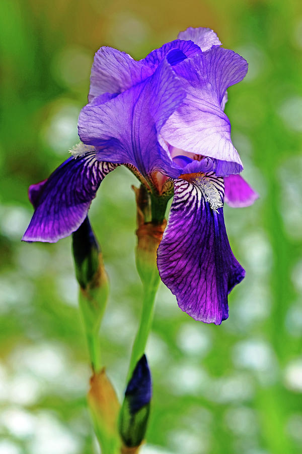 Simply Purple Iris Photograph by Debbie Oppermann