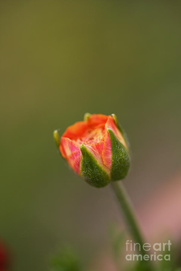 Simply Rose Variegated Bud Photograph by Joy Watson