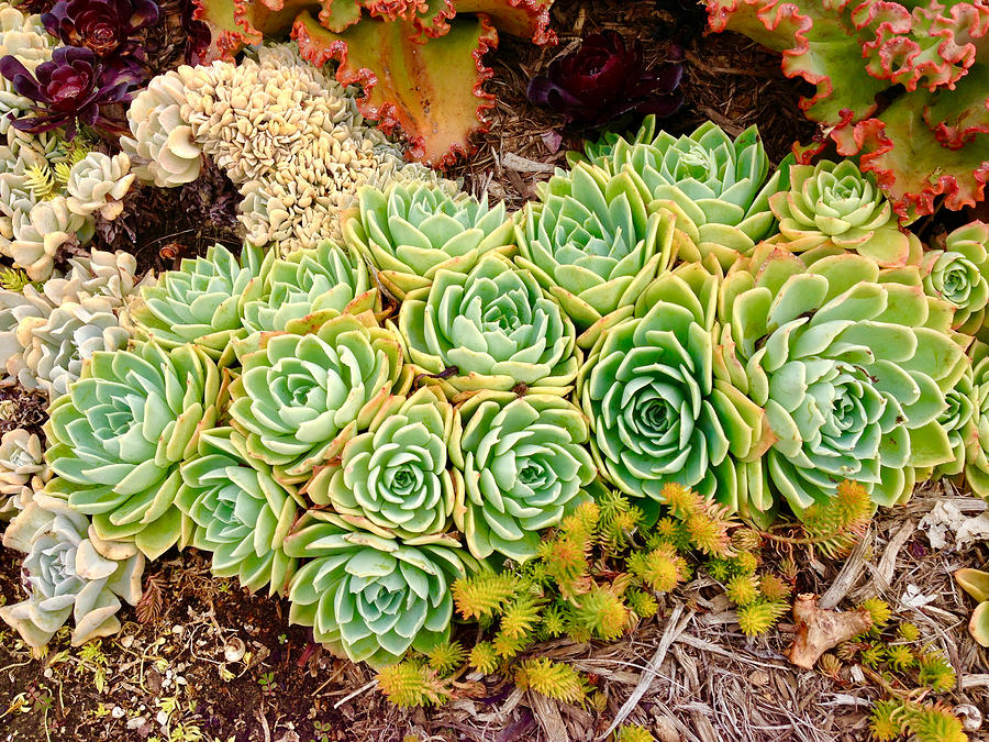 Simply succulent Photograph by Life Makes Art