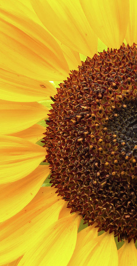Simply Sunflower Photograph by Debbie Karnes