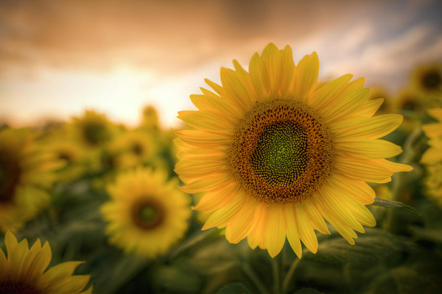 Simply Sunflower by Thomas Gaitley Simply Sunflower by Thomas Gaitley