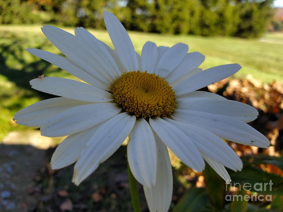 White Daisy Photograph - Simply White by Chris Naggy