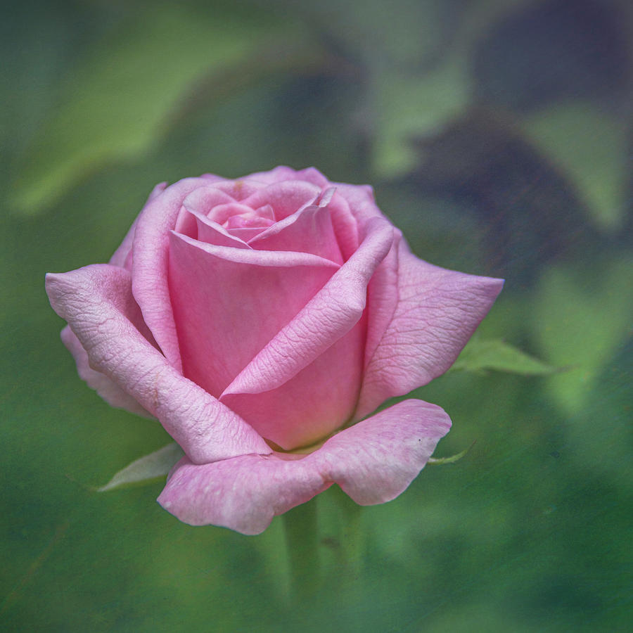 Simply...A Rose Photograph by Karen Sirnick