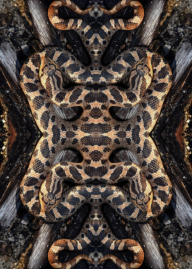 Simus, Hognsose, Snake, Natural World Kaleidoscope and Abstract Series, Photograph, Print Photograph by Eric Abernethy
