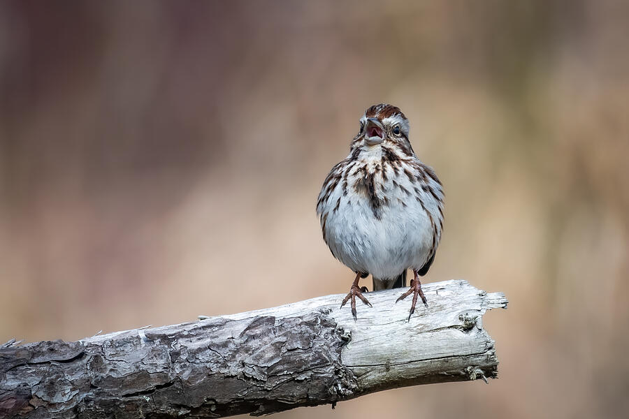 Wildlife Photograph - Sing a Song of Spring by Linda Bonaccorsi