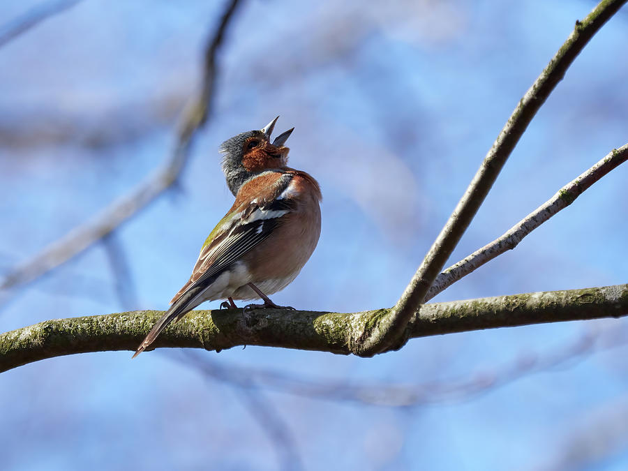 Sing for the spring, Common chaffinch Photograph by Jouko Lehto