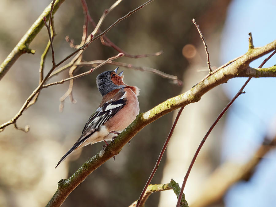 Sing for the spring II, Common chaffinch Photograph by Jouko Lehto