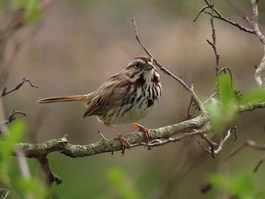 Sing it, Sparrow Photograph by Kimberly Mackowski