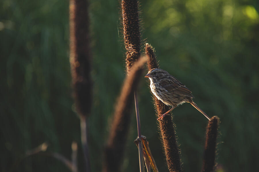 Sing Me A Song Little Sparrow Photograph by Dodie Ross Sing Me A Song Little Sparrow Photograph by Dodie Ross