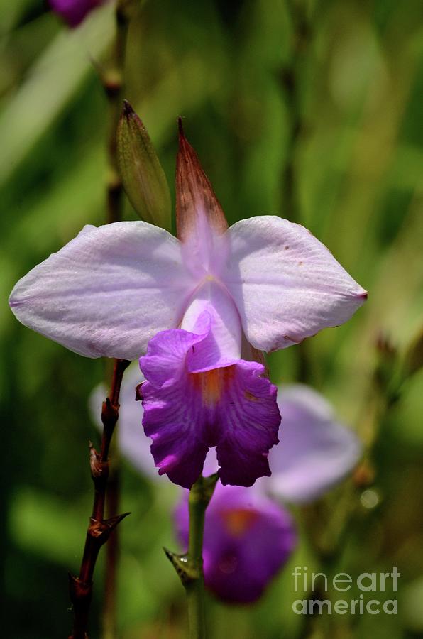 Flower Photograph - Singapores National flower purple and white Papilionanthe Miss Joaquim orchid by Imran Ahmed