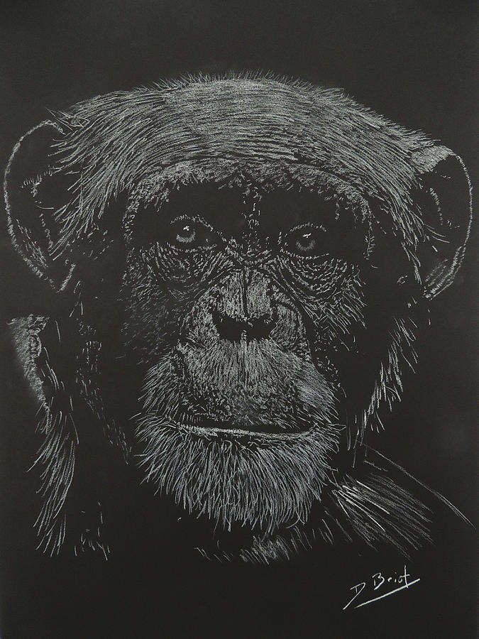 Singe Drawing by David Briot - Fine Art America