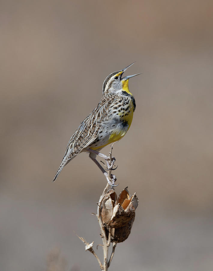 Singing Away - Western Meadow Lark Photograph by Lea Frye - Fine Art ...