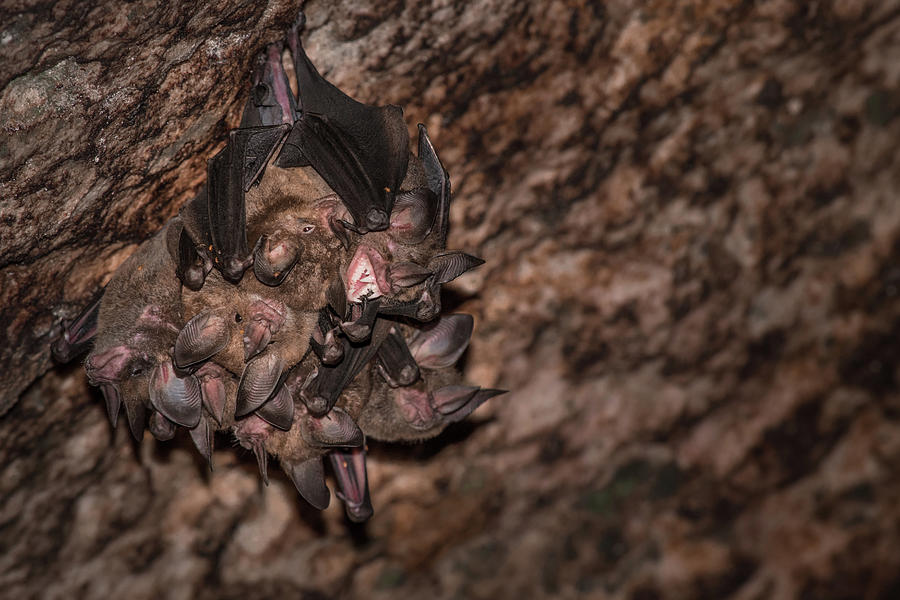 Singing Bats Photograph by Linda Villers