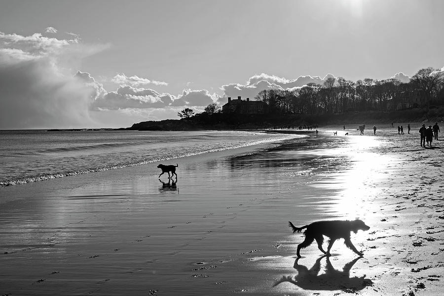 Singing Beach Dogs at Play Manchester MA Black and White Photograph by Toby McGuire
