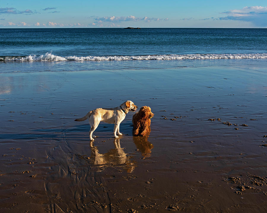 Singing Beach Dogs at Play Reflection Manchester MA Photograph by Toby McGuire
