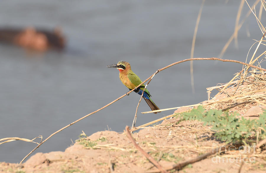  Singing Bee Eater On A Twig, Luangwa River, Zambia. Photograph by Tom Wurl