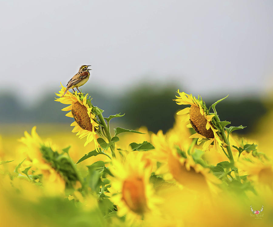 Singing Bird on Sunflowers Photograph by Pam Rendall