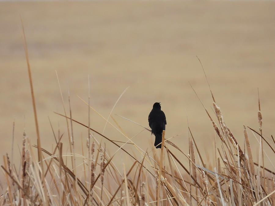 Singing Black Bird Photograph by Amanda R Wright