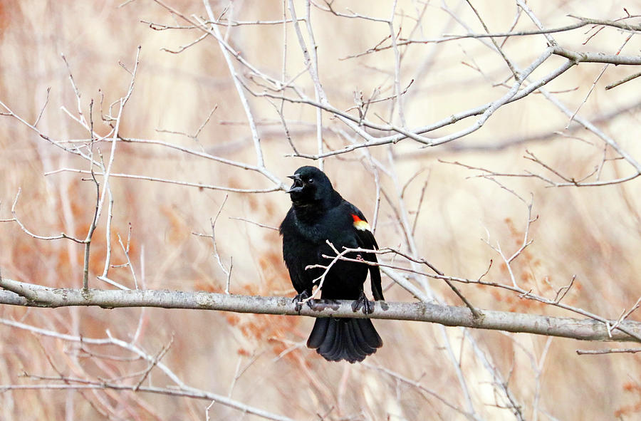 Singing Blackbird Photograph by Debbie Oppermann